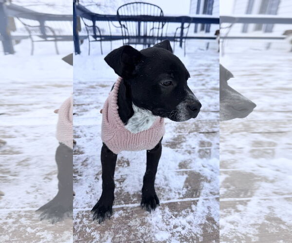 Medium Photo #16 Border Collie-Unknown Mix Puppy For Sale in Columbus, IN, USA