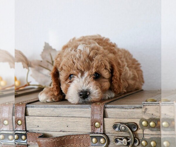 Medium Photo #1 Cavapoo Puppy For Sale in ARTHUR, IL, USA