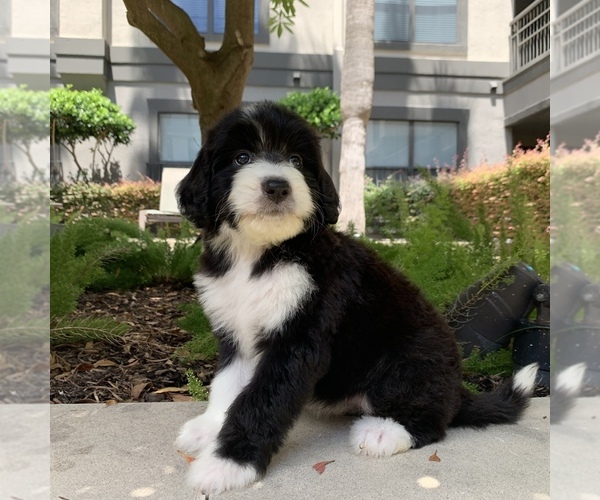 Medium Photo #7 Bernedoodle Puppy For Sale in HOUSTON, TX, USA