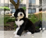 Small Photo #7 Bernedoodle Puppy For Sale in HOUSTON, TX, USA