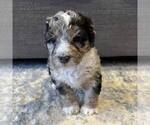 Small #8 Australian Mountain Dog