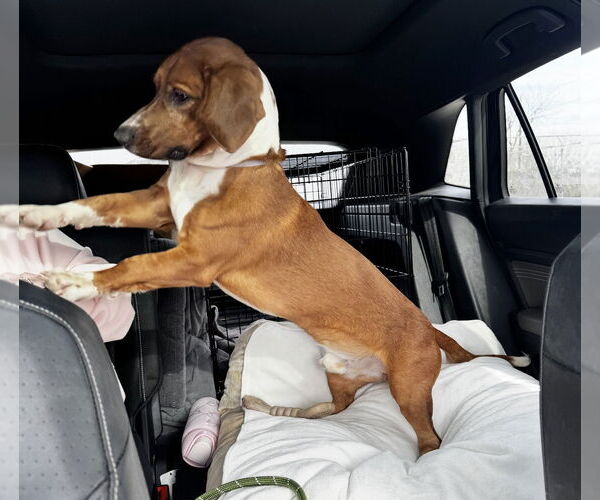 Medium Photo #9 Beagle Puppy For Sale in Houston, TX, USA