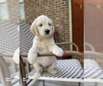 Small Photo #3 Goldendoodle Puppy For Sale in YOUNGSVILLE, NC, USA