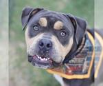 GRETA - Female American Staffordshire Terrier-Unknown Mix Dog for Adoption - Small photo