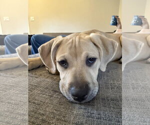 Labrottie Dogs for adoption in MIDWAY, UT, USA