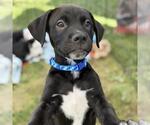 Small #5 Colonial Cocker Spaniel Mix