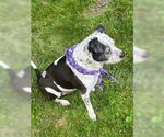 Small #5 American Pit Bull Terrier Mix