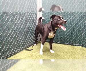 Lab-Pointer Dogs for adoption in Downey, CA, USA