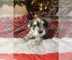 Small Photo #9 Schnauzer (Miniature) Puppy For Sale in KANNAPOLIS, NC, USA