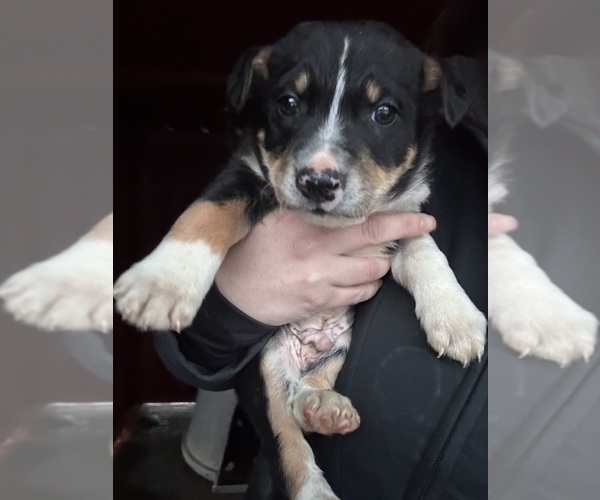 Medium Photo #4 Border Collie Puppy For Sale in BONANZA, OR, USA