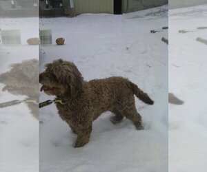 Father of the Portuguese Water Dog puppies born on 08/03/2025