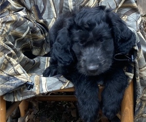 Aussiedoodle Puppy for sale in ELKIN, NC, USA