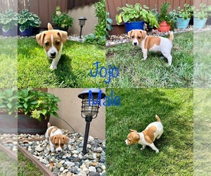 Jack Russell Terrier Puppy for sale in CARMICHAEL, CA, USA