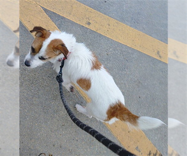 Medium Photo #1 Rat Terrier Puppy For Sale in Fort Lauderdale, FL, USA