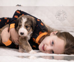 Small Photo #1 Bernedoodle Puppy For Sale in LEAVENWORTH, IN, USA