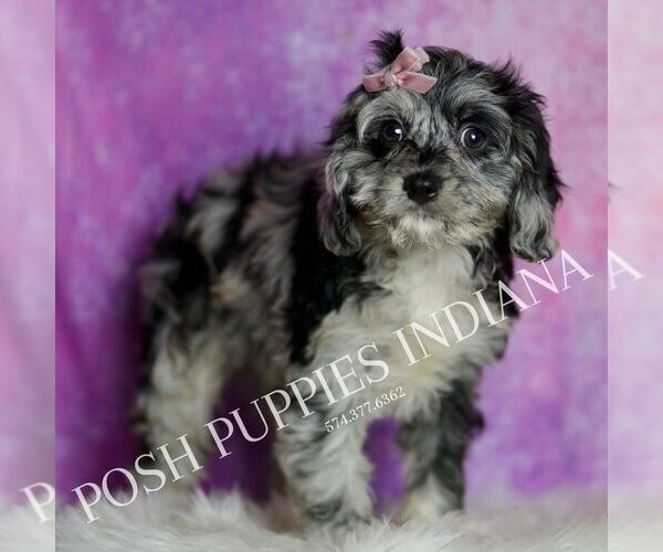 Medium Photo #4 Cavapoo (Miniature) Puppy For Sale in WARSAW, IN, USA