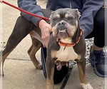 Small #6 Bulldog Mix