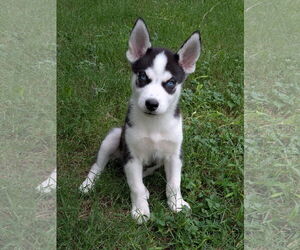 Siberian Husky Dogs for adoption in PIPE CREEK, TX, USA