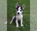 Small Siberian Husky