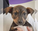 Small #1 Jack Russell Terrier Mix