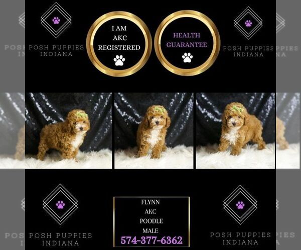 Medium Photo #2 Poodle (Toy) Puppy For Sale in WARSAW, IN, USA