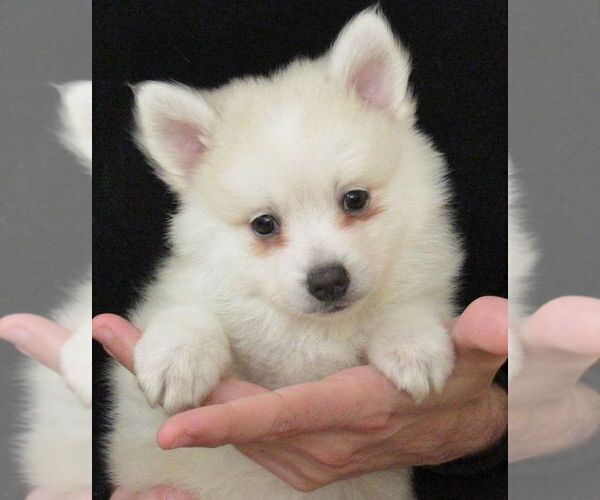 Medium Photo #1 Pomsky Puppy For Sale in SEBRING, FL, USA