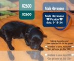 Image preview for Ad Listing. Nickname: Paxton