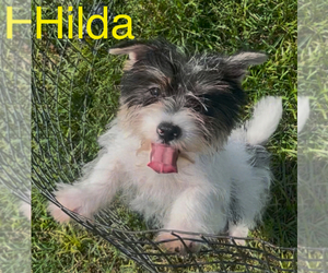 Biewer Terrier Puppy for sale in AZLE, TX, USA