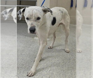 Dalmatian-Unknown Mix Dogs for adoption in Conroe, TX, USA