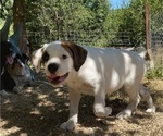 Puppy Molly Boxweiler