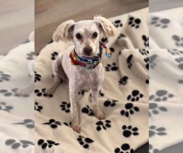 Medium Photo #3 Mutt Puppy For Sale in Salt Lake City, UT, USA