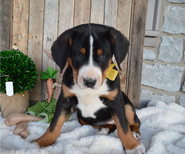Medium Photo #4 Greater Swiss Mountain Dog Puppy For Sale in HONEY BROOK, PA, USA