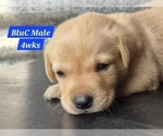 Small #14 Labrador Retriever