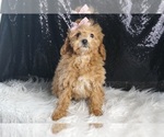 Small Photo #19 Poodle (Toy) Puppy For Sale in WARSAW, IN, USA