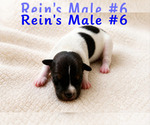 Puppy Male 6 Jack Russell Terrier