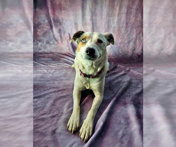 Medium Photo #4 Mutt Puppy For Sale in Frisco, CO, USA