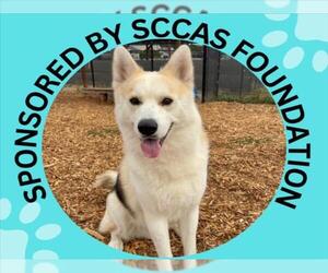 Siberian Husky-Unknown Mix Dogs for adoption in Santa Cruz, CA, USA