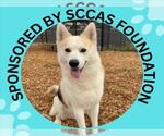 KENAI* - Male Siberian Husky-Unknown Mix Dog for Adoption - Small photo