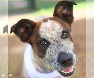 American Staffordshire Terrier-Unknown Mix Dogs for adoption in San Antonio, TX, USA