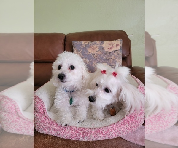 Medium Photo #2 Maltipoo Puppy For Sale in SACRAMENTO, CA, USA