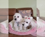 Small Photo #2 Maltipoo Puppy For Sale in SACRAMENTO, CA, USA