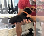Small Photo #49 Cane Corso Puppy For Sale in REEVESVILLE, SC, USA