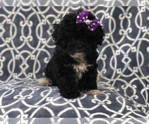 Shih-Poo Puppy for sale in LAKELAND, FL, USA