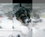 Small Photo #6 Morkie Puppy For Sale in FORT WORTH, TX, USA