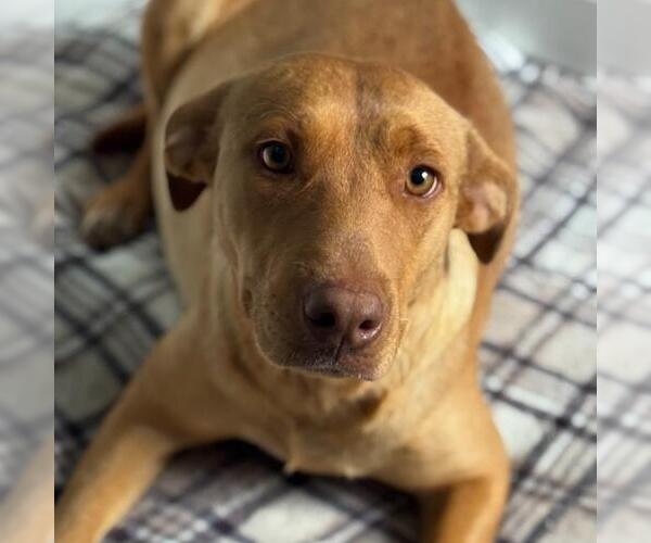 Medium Photo #4 Labrador Retriever-Unknown Mix Puppy For Sale in San Diego, CA, USA