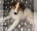 Small Photo #2 Collie Puppy For Sale in Dublin, OH, USA