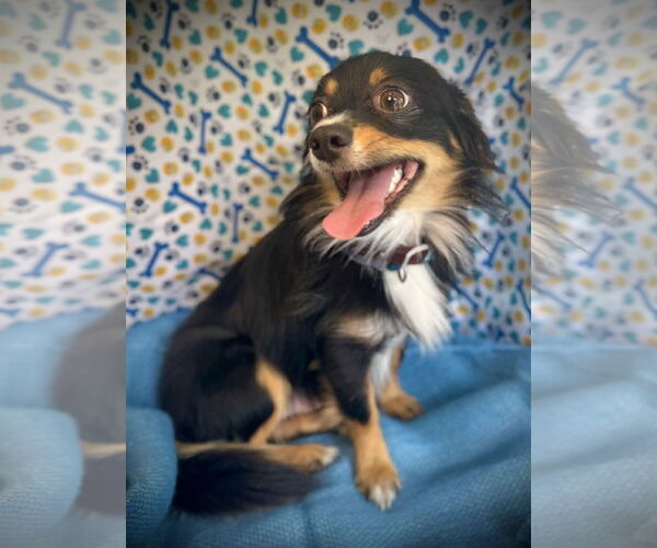 Medium Photo #3 Cheeks Puppy For Sale in Pleasanton, TX, USA