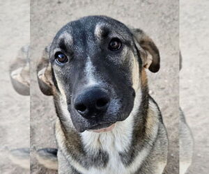 Mutt Dogs for adoption in Lake Forest, CA, USA