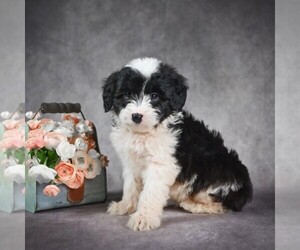 Aussiedoodle Miniature Puppy for sale in ITASCA, TX, USA
