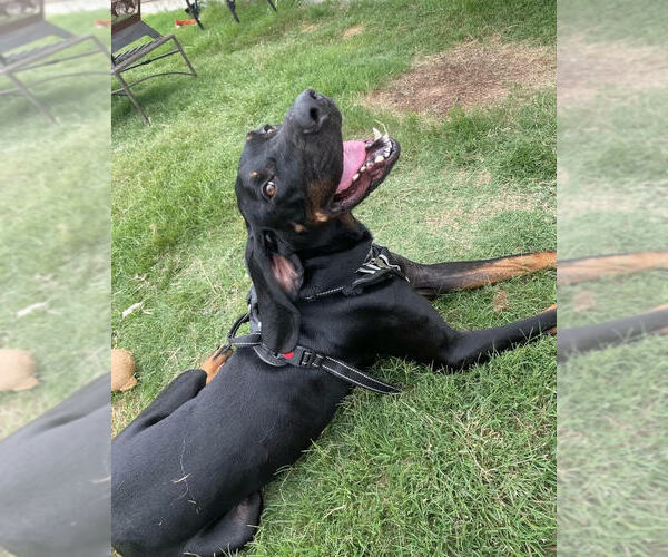 Medium Photo #2 Coonhound Puppy For Sale in McKinney, TX, USA